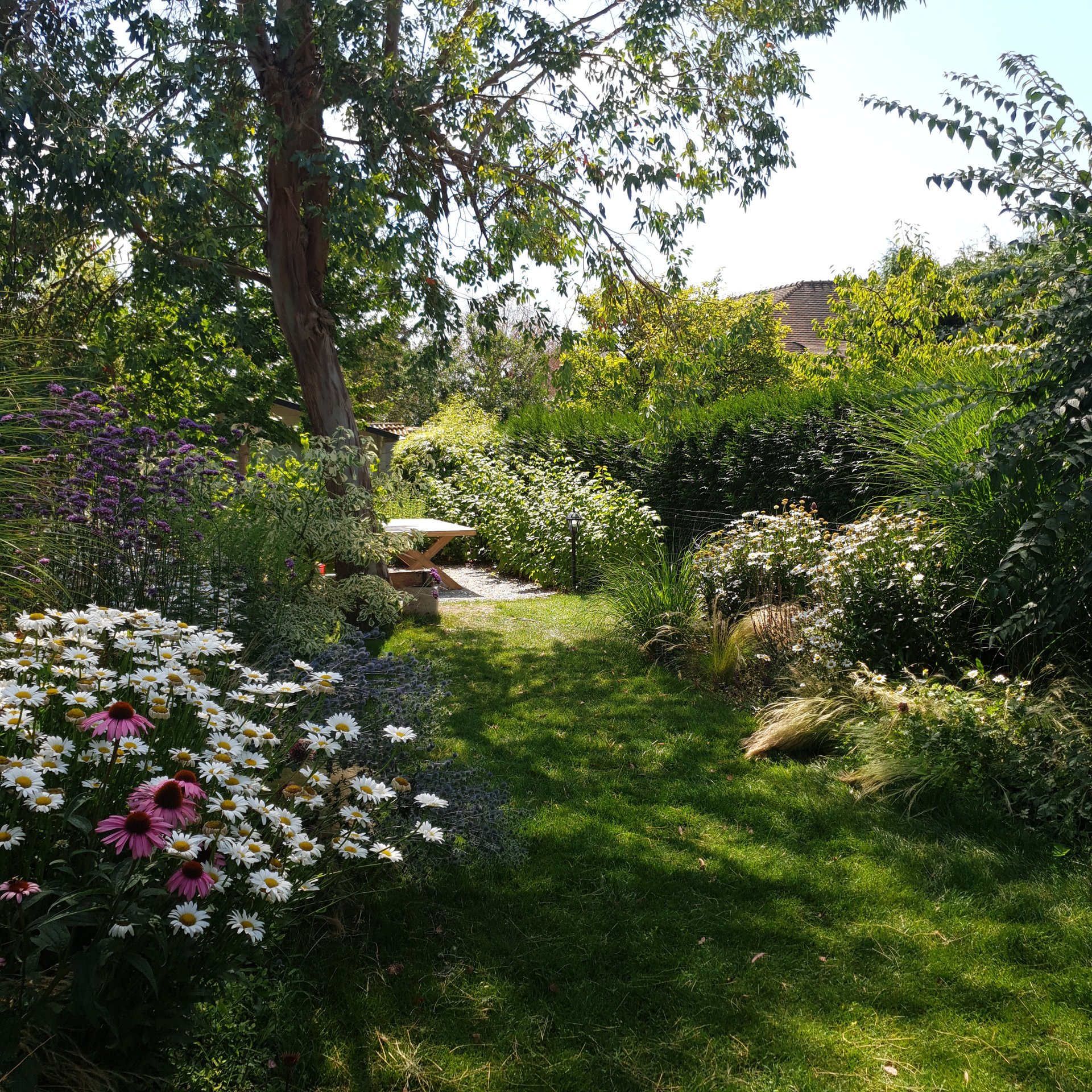jardin-anglais-echinacees-marguerites-palaiseau Jardin anglais avec échinacées et marguerites à Palaiseau