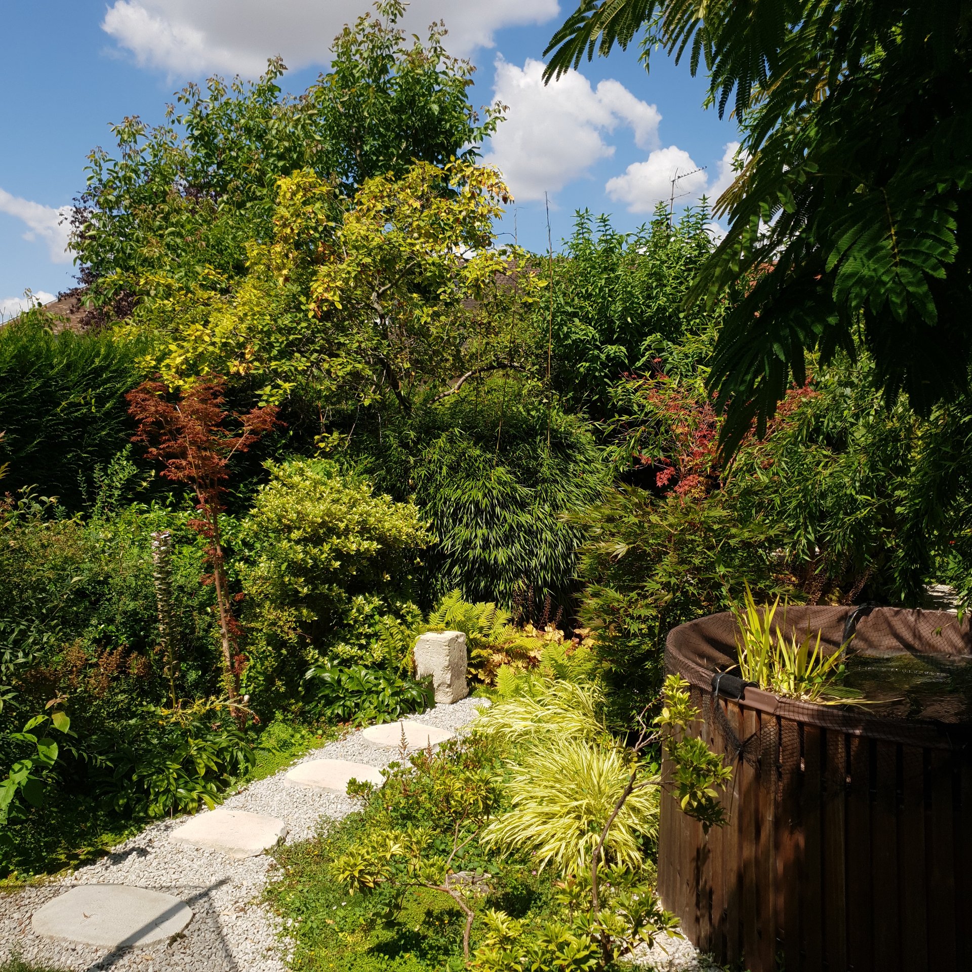 jardin-japonais-3-ans-apres-palaiseau Jardin japonais 3 ans après - végétation luxuriante à Palaiseau