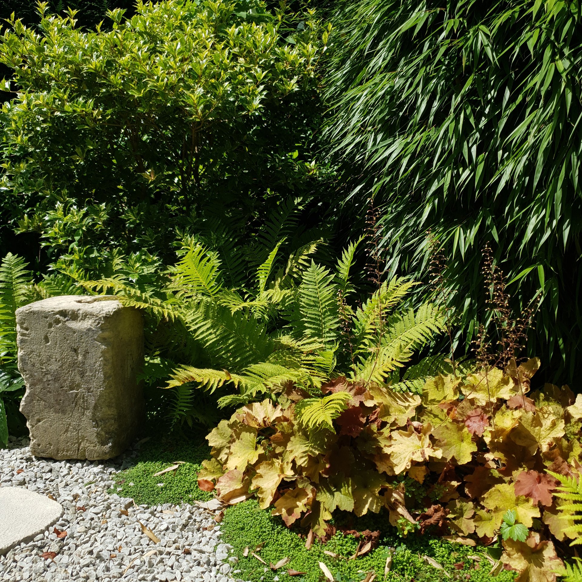 jardin-japonais-fougeres-bambous-palaiseau Jardin japonais avec fougères et bambous à Palaiseau