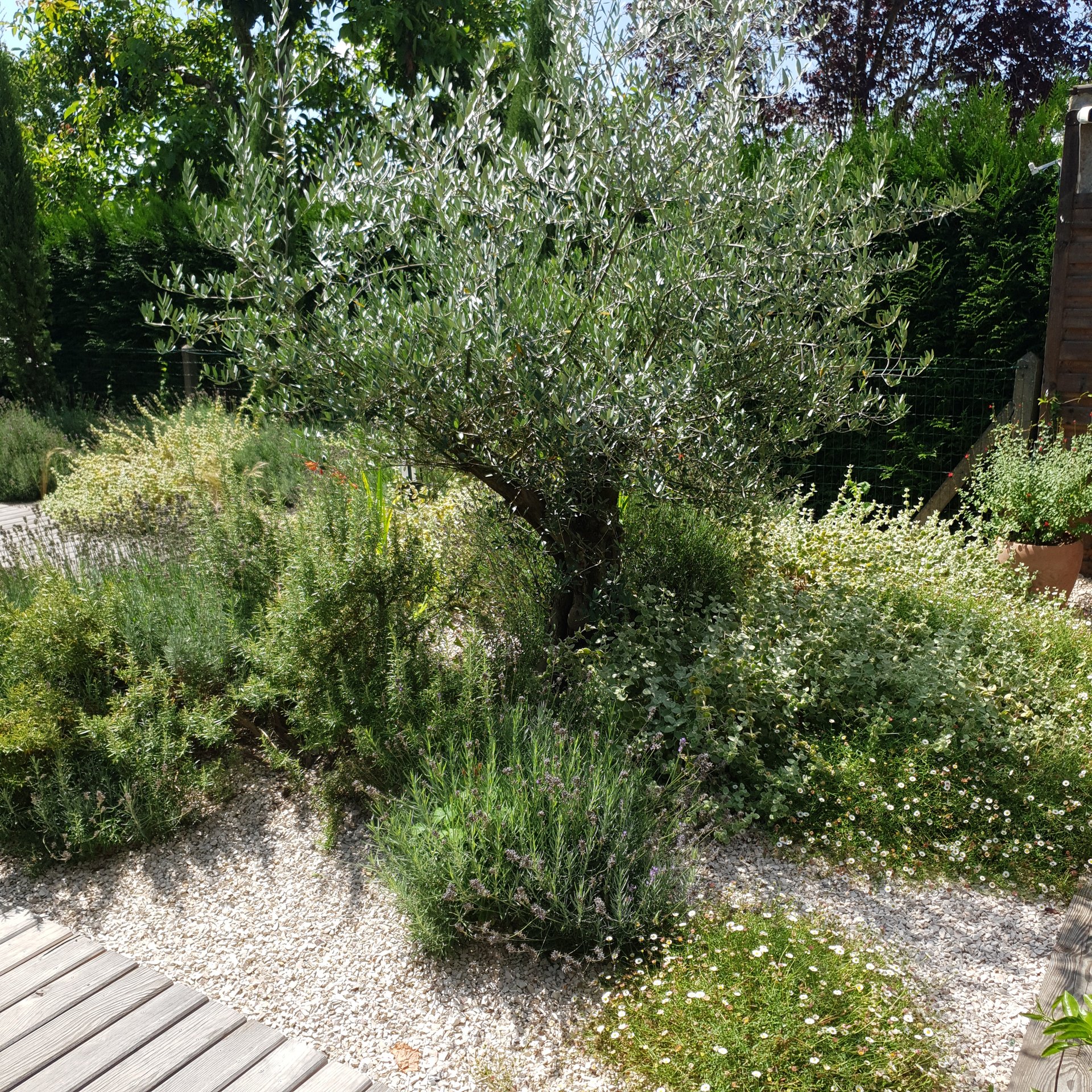 jardin-mediterraneen-3-ans-apres-palaiseau Jardin méditerranéen 3 ans après - végétation mature à Palaiseau