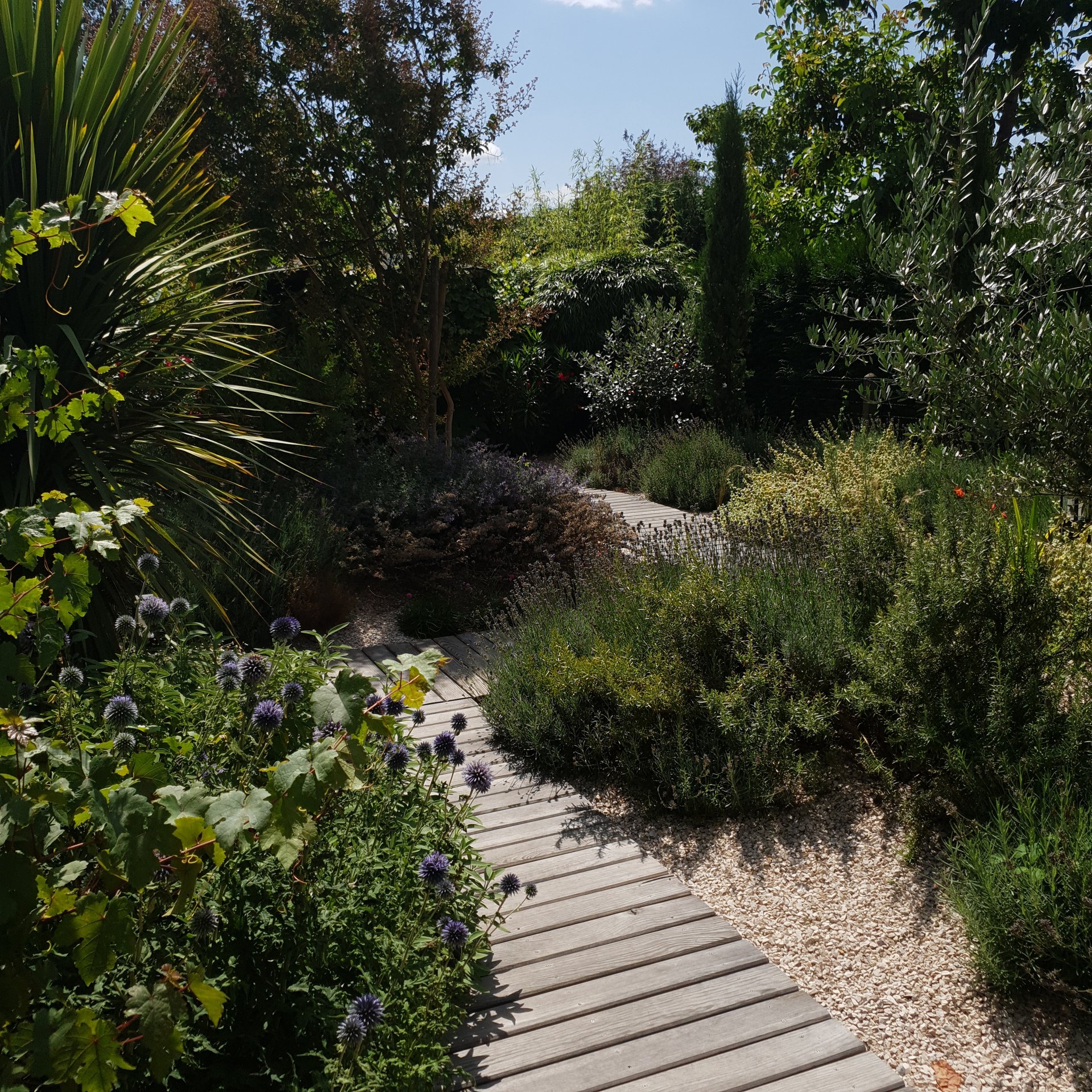 jardin-mediterraneen-oliviers-lavandes-palaiseau Jardin méditerranéen avec oliviers et lavandes à Palaiseau