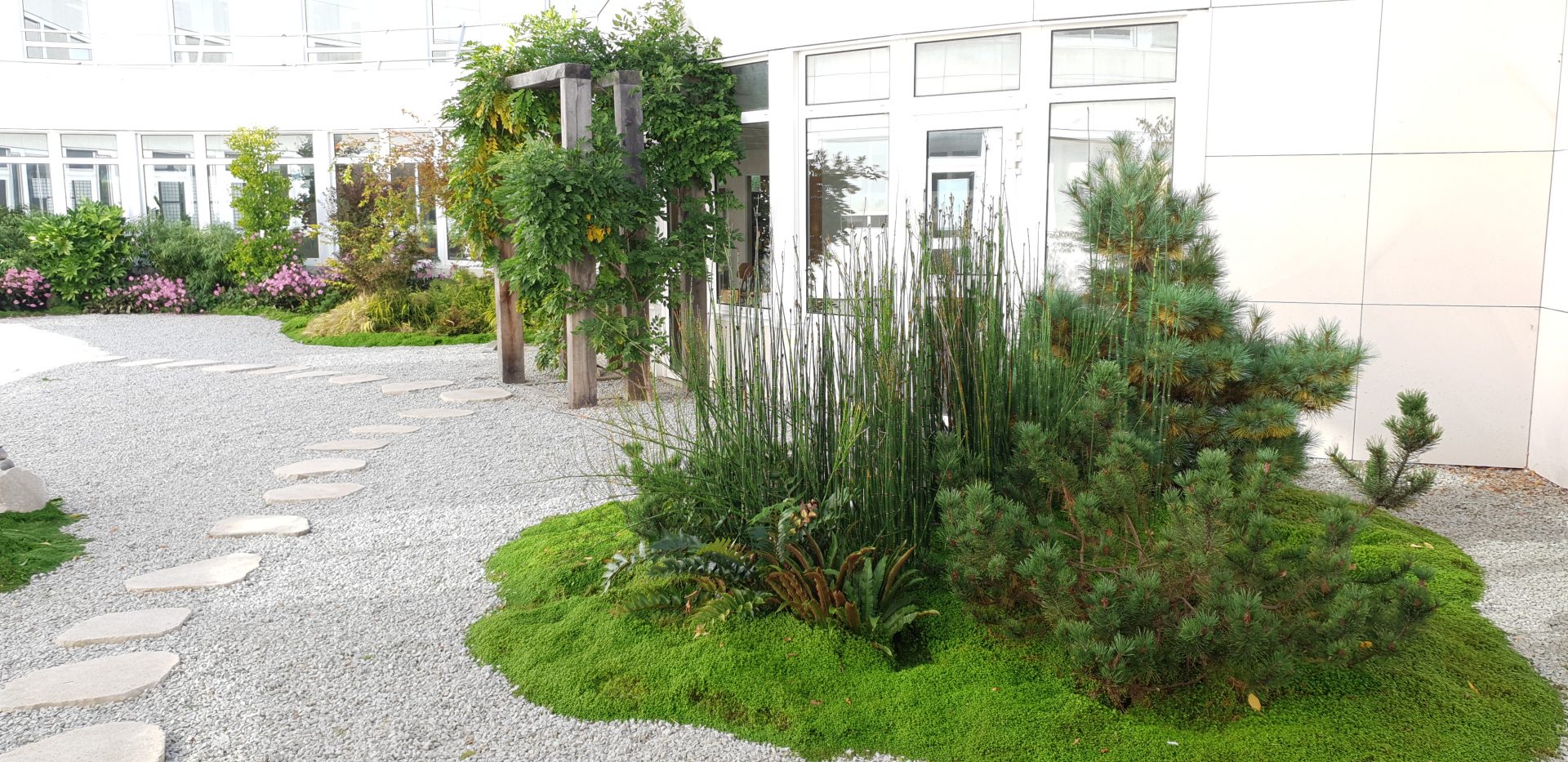 Jardin japonais Montigny-le-Bretonneux 3 ans après réalisation - massif de pins et prêles