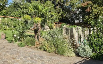 Les mycorhizes : les alliées invisibles qui rendent vos plantes plus fortes